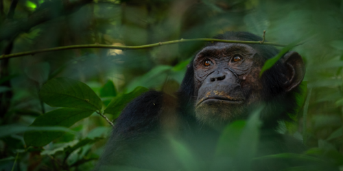 Rio Tinto at Simandou: designing high-level biodiversity offsets to create net positive impacts
