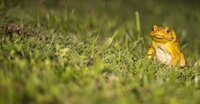 Invasive alien species: best practice guidance for industry 