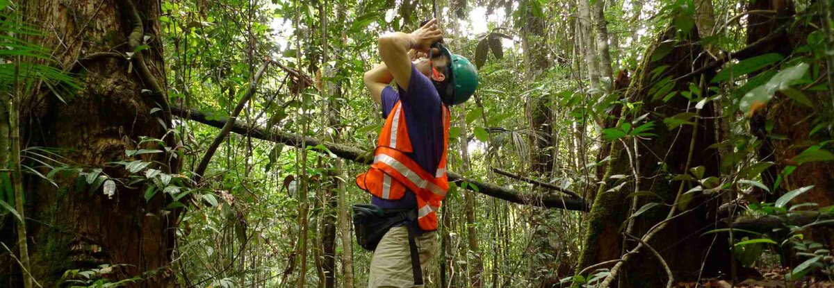 Man in orange vest looking through binoculars at forest canopy