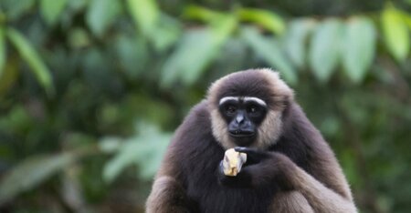 The Value of the IUCN Red List for Business Decision-making