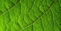 Biodiversity offsets: relative offsetability of impacts 