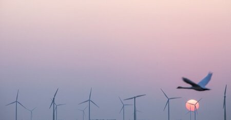 Wind energy: managing biodiversity risks