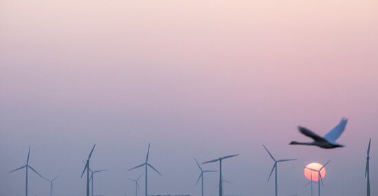 Wind energy: managing biodiversity risks