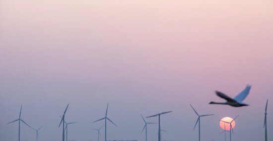 Wind energy: managing biodiversity risks