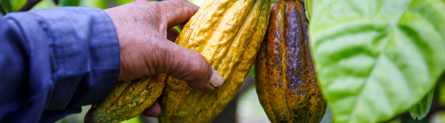 Image of hand reaching out to cacao on tree
