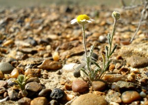 A small white and yellow flower growing in stony ground
