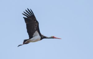 A Black Stork in flight