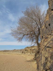 A tree growing next to rocky cliff