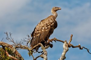 A vulture perched on a branch with sky in the background