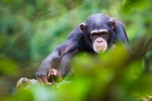 A Chimpanzee in a forest