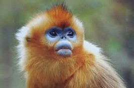 A Golden Snub-nosed Monkey