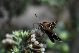 Butterfly on small white flower