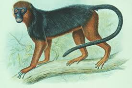 Drawing of Miss Waldron’s Red Colobus
