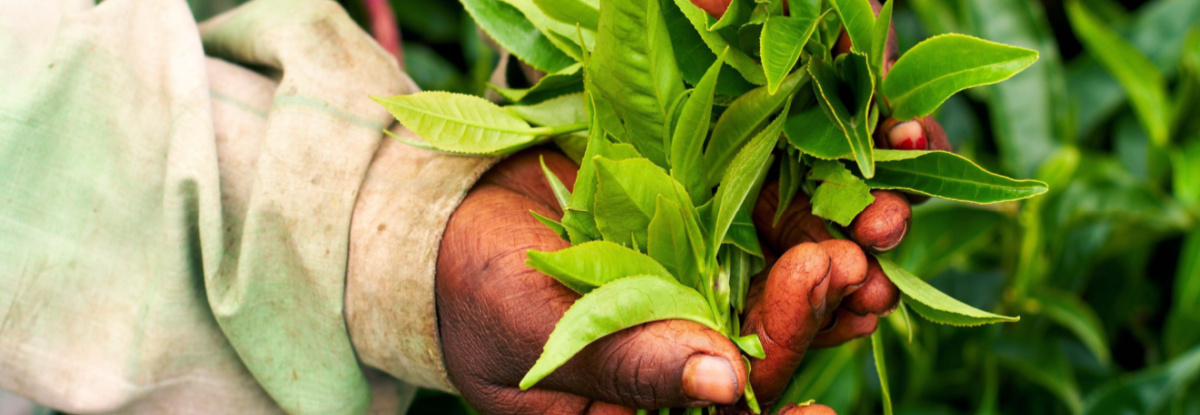 hand holding tea leaf