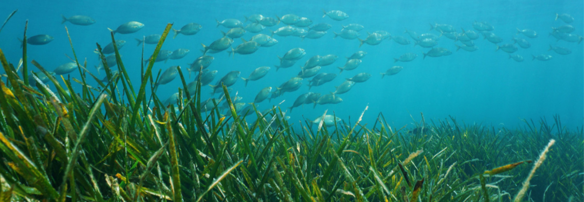 Image of ocean seagrass and small shoal of fish