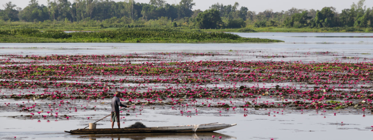people harvesting lotus flowers and stems from wetland 