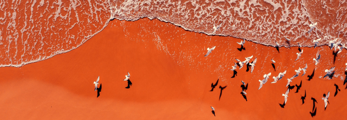 Gulls flying over beach