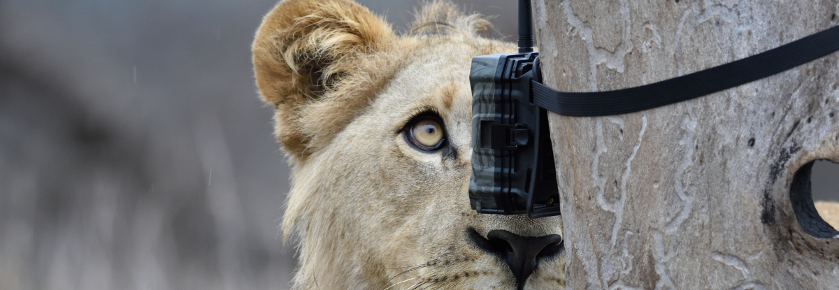 Lion looks at camera on tree