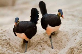 Two Maleo birds standing in sand 