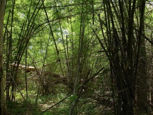 A dense, lush forest