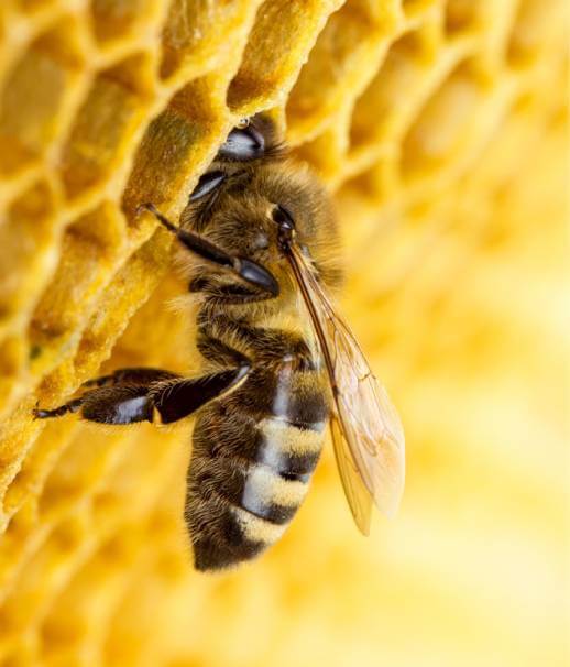 Close up of bee on honey comb