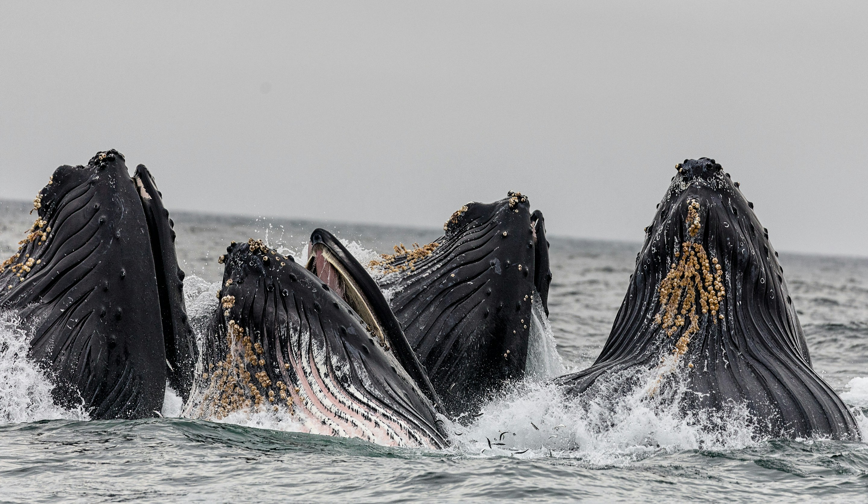 A group of four whales breach the surface of water. The sky in the background is grey.